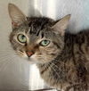 adoptable Cat in carrollton, GA named Mallymkun