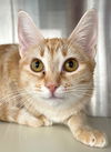 adoptable Cat in carrollton, GA named Esme
