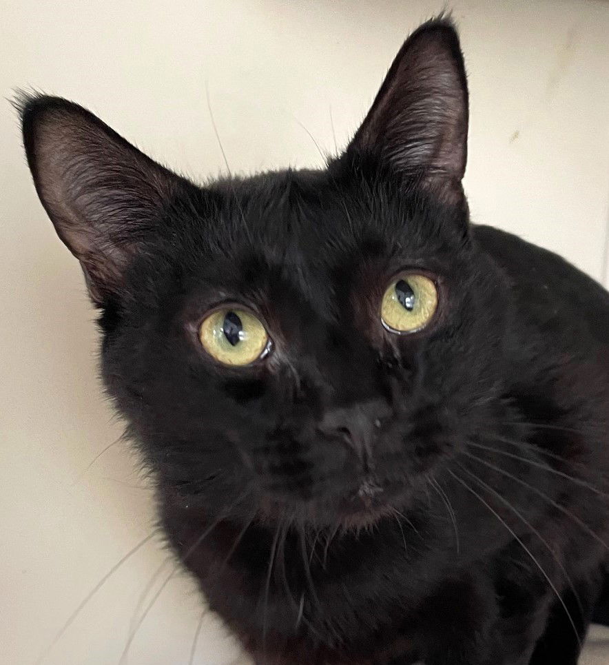 adoptable Cat in Carrollton, GA named Alfalfa