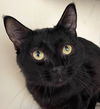 adoptable Cat in carrollton, GA named Alfalfa