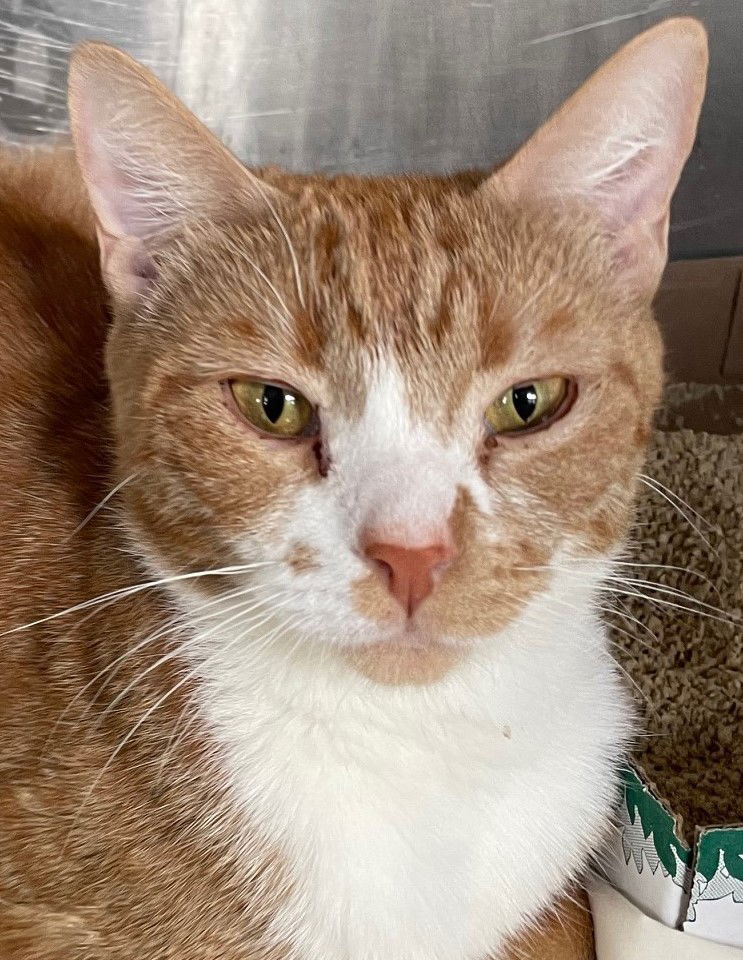 adoptable Cat in Carrollton, GA named Diva