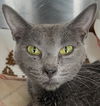adoptable Cat in carrollton, GA named Nebula