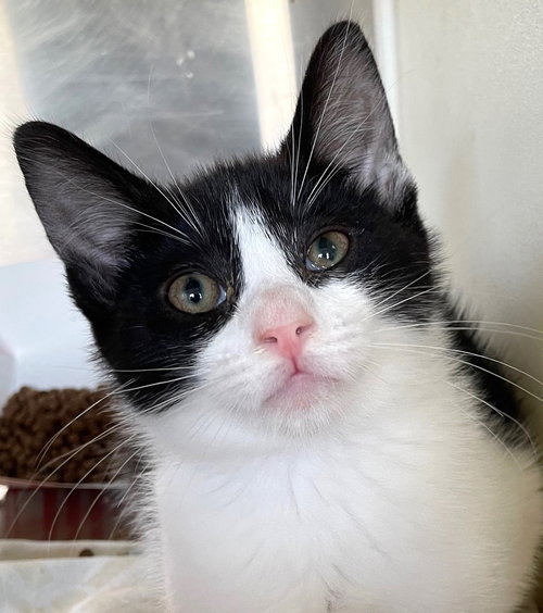 DONATELLO - Domestic Short Hair available for adoption