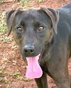 adoptable Dog in carrollton, GA named Graves
