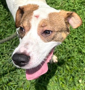 adoptable Dog in Carrollton, GA named Teddy