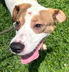 adoptable Dog in carrollton, GA named Teddy