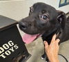 adoptable Dog in carrollton, GA named Tulip