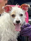 adoptable Dog in  named Conrad
