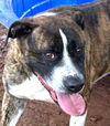 adoptable Dog in  named Midnight