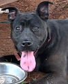 adoptable Dog in carrollton, GA named Apple