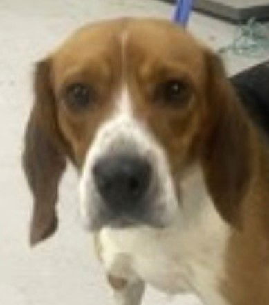 adoptable Dog in Carrollton, GA named Champ