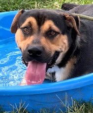 adoptable Dog in Carrollton, GA named Jax