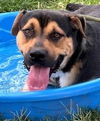 adoptable Dog in carrollton, GA named Jax