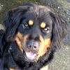 adoptable Dog in carrollton, GA named Mika