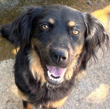 adoptable Dog in Carrollton, GA named Holly
