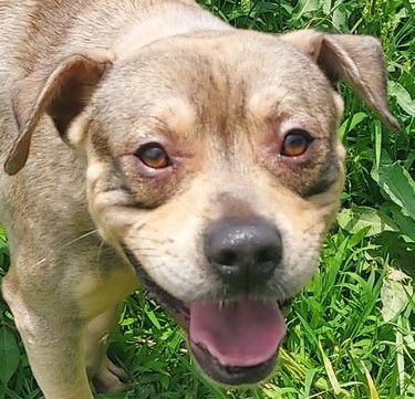 adoptable Dog in Carrollton, GA named Neo