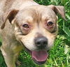 adoptable Dog in  named Neo