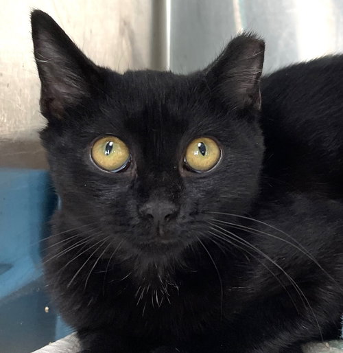 LOLLY - Domestic Short Hair available for adoption