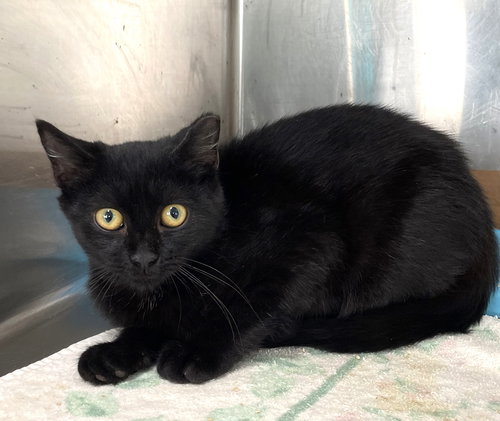 LOLLY - Domestic Short Hair available for adoption