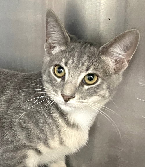 FLOKI - Tabby available for adoption