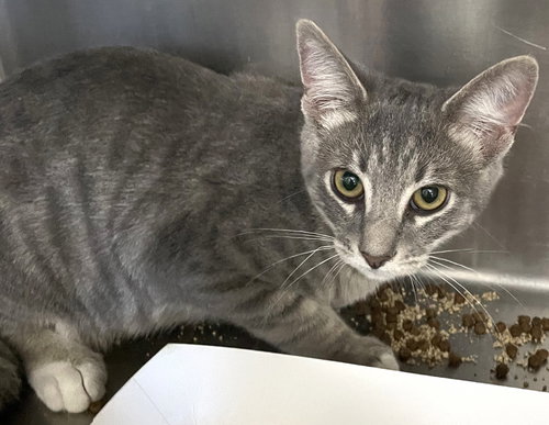 FLOKI - Tabby available for adoption
