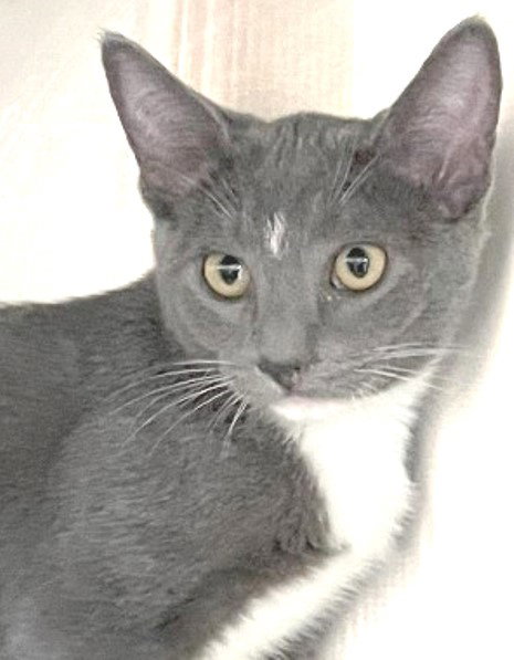 SIGGY - Domestic Short Hair available for adoption