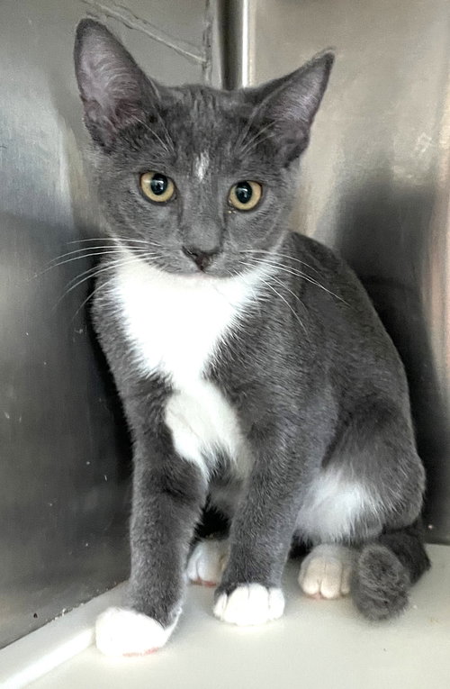 SIGGY - Domestic Short Hair available for adoption