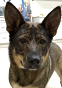 LEXUS - German Shepherd Dog available for adoption