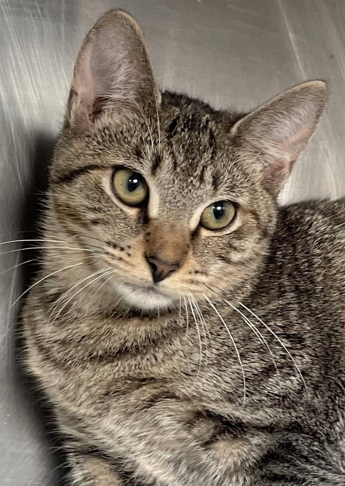DOODLE - Tabby available for adoption