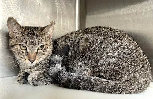DOODLE - Tabby available for adoption