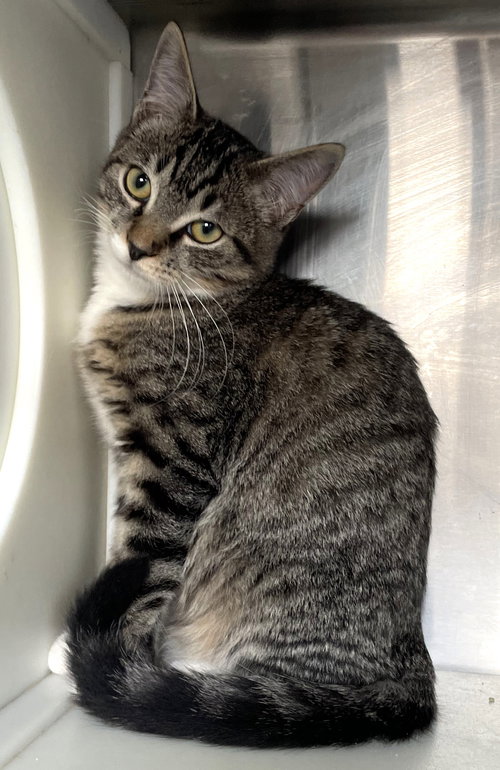 EAST - Tabby available for adoption