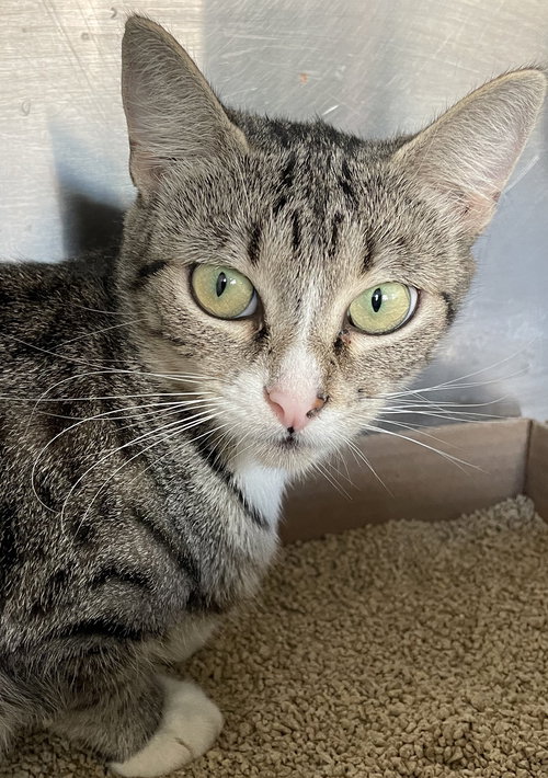 ALICE - Tabby available for adoption