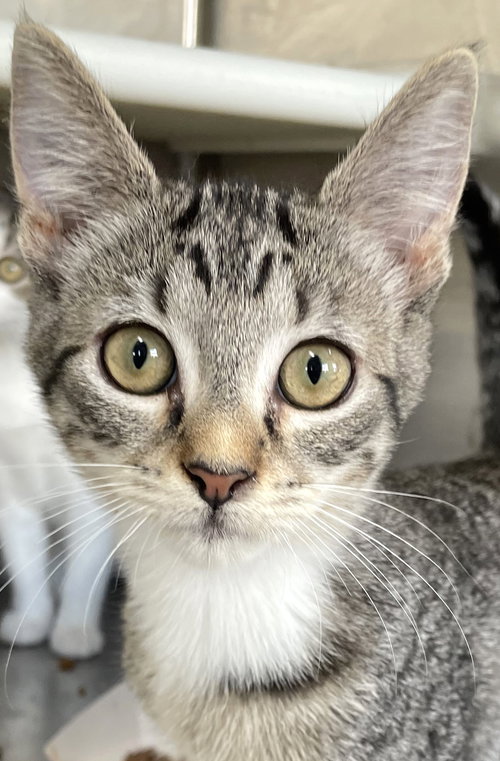 ASTRO - Tabby available for adoption