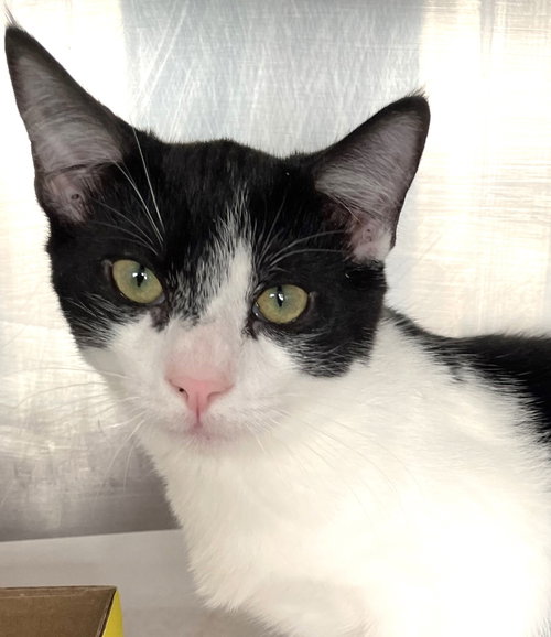 DUKE - Domestic Short Hair available for adoption