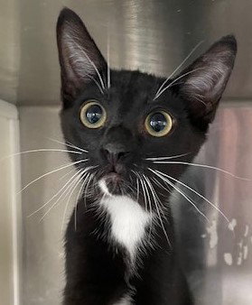 ANDY - Domestic Short Hair available for adoption