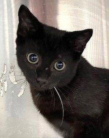 Tony Image