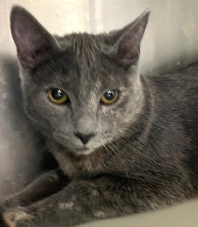 EUDORA - Dilute Tortoiseshell available for adoption