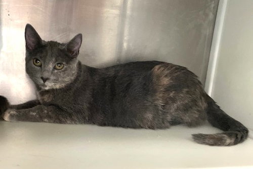 EUDORA - Dilute Tortoiseshell available for adoption