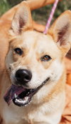 Suki - Photo 1