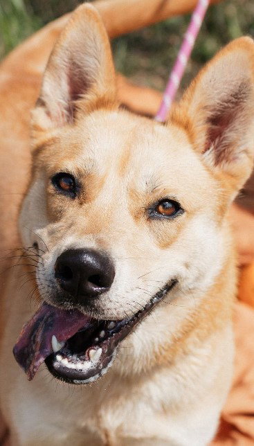 SUKI - Shepherd available for adoption