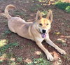 Suki - Photo 2