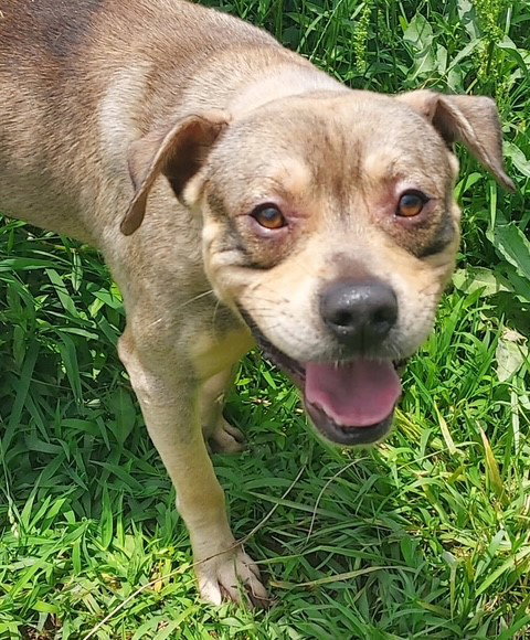 NEO - Pit Bull Terrier available for adoption