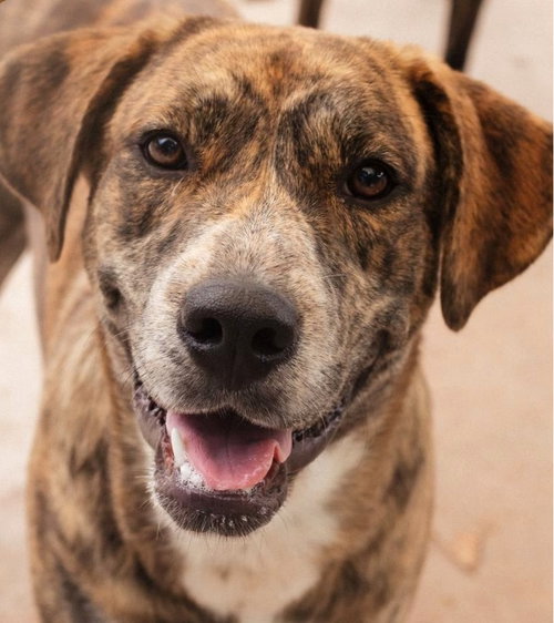 HEATHER - Hound available for adoption