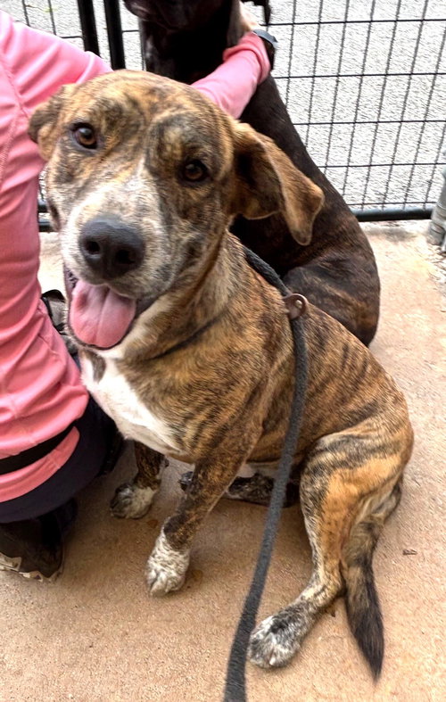 HEATHER - Hound available for adoption