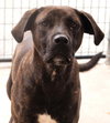 Hercules - Photo 2