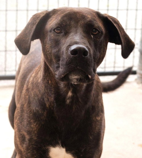 HERCULES - Hound available for adoption