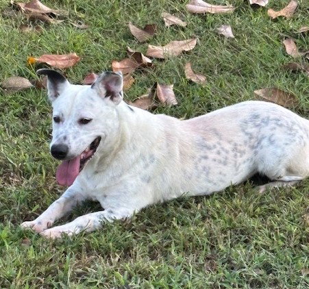 NAPOLEON - Labrador Retriever / Dachshund available for adoption