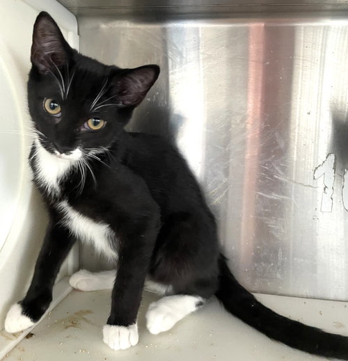TANZANITE - Tuxedo available for adoption