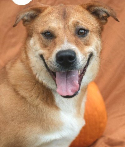 BLYTHE - Shepherd available for adoption