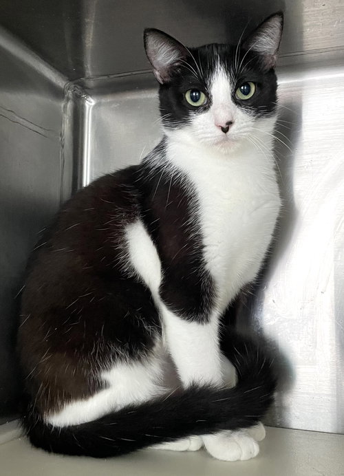 DISNEY - Domestic Short Hair available for adoption